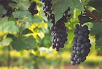 Penedes Grapes